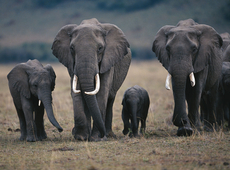 EU to crack down hard on illegal trade in animals