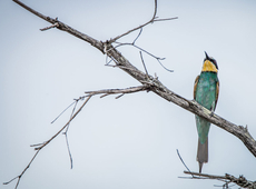 EU Commission finally shows some green credibility