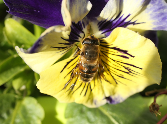 (c) iStock Bijtje op bloem