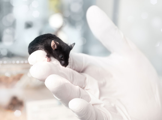 Flanders adopts a pioneering role against animal testing