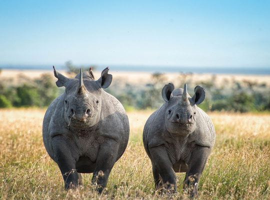 Curbing the illegal trade in animals and plants Curbing the illegal trade in animals and plants