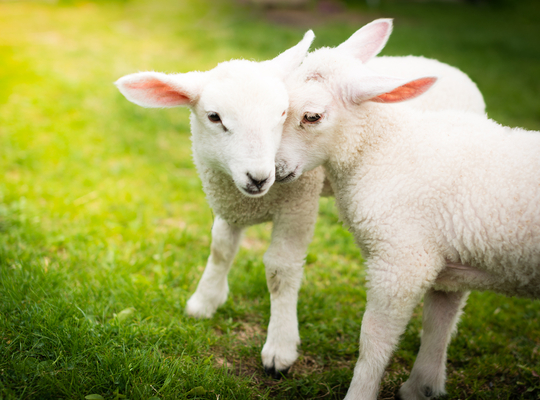 (c) Thinkstock Flanders gets rid of unsedated slaughter
